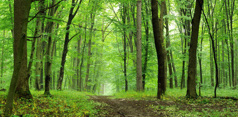 forest trees. path is in the green forest