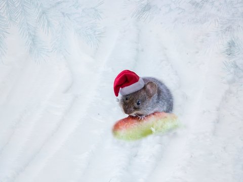 Mouse in the cap of Santa Claus in the snow