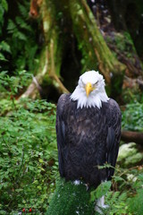 Weißkopfseeadler - Alaska Raptor Center Sitka