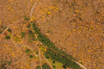 Aerial view of autumn forest road