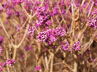 (Callicarpa giraldii) Herbstfrucht von Lila Berren der Chinesischen Schönfrucht 