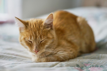 Fototapeta na wymiar cute yellow brownish kitten in peace, sleeping .