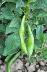 On the stem of the bean horse or ordinary (Vicia faba) ripen pods