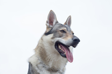 Czechoslovak wolfdog isolated on white background. Pet animals.