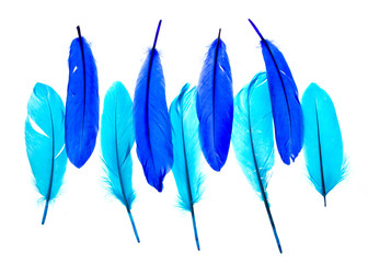 Multi-colored feathers isolated on a white background. Trendy colors.