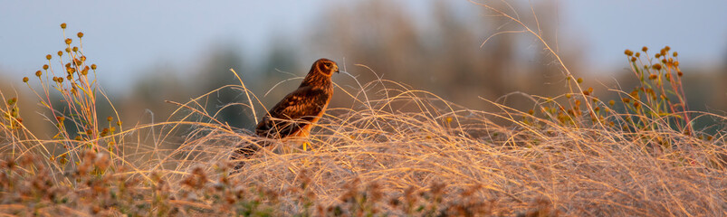 Northern harrier in the grass at Market Lake Wildlife Refuge