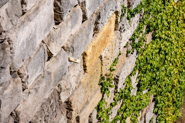 brick old wall overgrown with green wood