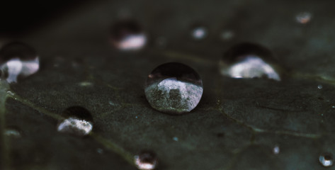 water drops on a leaf