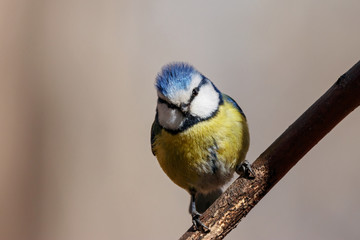 Blue tit cyanistes caeruleus sitting on branch of bush portrait. Cute bright common little yellow songbird in wildlife.