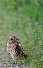 Short eared owl at Camus Wildlife Refuge