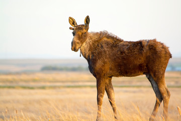 young bull moose in grass at Camus Wildlife Refuge Idaho
