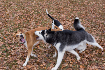 Black and white siberian husky and multibred dog are playing in the autumn park. Seasons of the year. Pet animals.