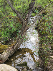 tree over forest stream