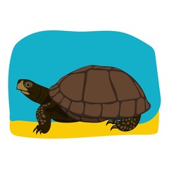 Turtle vector on white background