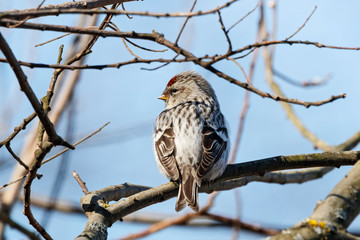 Arctic Redpoll Carduelis hornemanni