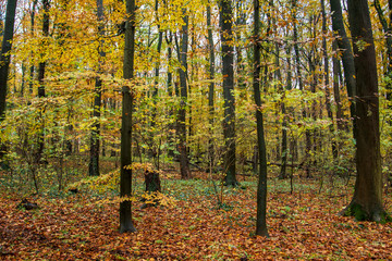 Wanderung im Wiehengebirge bei Lübbecke. Der Herbst in seinen schönsten Farben.