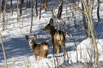 Fiisky Herd of Mule Deer in the Snow