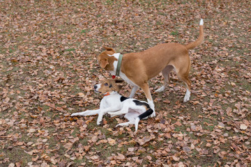Cute estonian hound puppy and multibred dog are playing in the autumn park. Seasons of the year. Pet animals.
