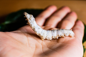 Bombyx mori, silkworm, on the palm of a person's hand.
