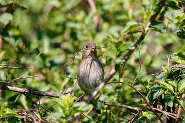 Common rosefinch carpodacus erythrinus female collecting material for nest building. Cute songbird in wildlife.
