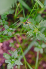 Common wasp, Dolichovespula, perched on a branch of nettle.