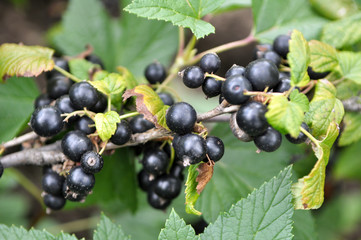 On the bush berries are ripe currant.