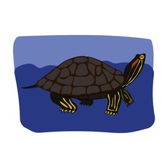 Turtle vector on white background