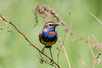 Bluethroat male on bush. Beautiful colorful little songbird. Bird in wildlife.