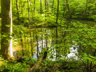 Fototapeta na wymiar reflective lake in the forest