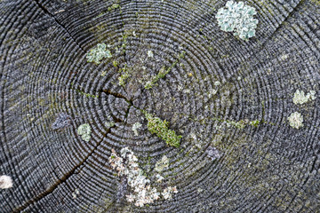 Tree Rings