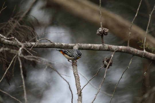 Pardalote pointill&eacute;