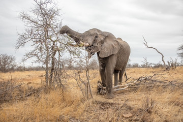 Bull Elephant feeding in the Klaserie Nature Reserve, South Africa while on safari