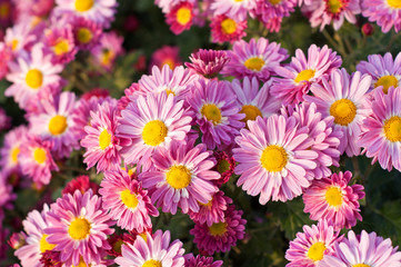 Pink chrysanthemum in green leaves. Bush of autumn chrysanthemums. Garden plants.