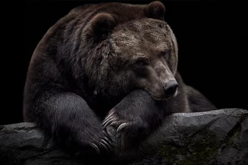 Fototapeten Nahaufnahme eines braunen Kamtschatka-Bären (Ursus arctos beringianus), der auf einem Felsen liegt und auf einem dunklen schwarzen Hintergrund isoliert ist © Thomas Marx