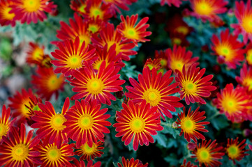 Fototapeta na wymiar Beautiful red and yellow chrysanthemum in green leaves. Bush of colorful chrysanthemums. Garden plants.