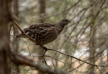 Grouse perched on a branch
