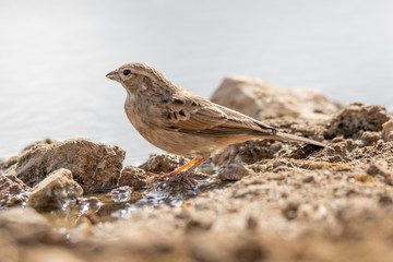 Brown bird drinking water in the Klaserie Nature Reserve, South Africa while on safari