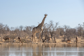Giraffe drinking water with zebras and impalas in the Klaserie Nature Reserve, South Africa while on safari