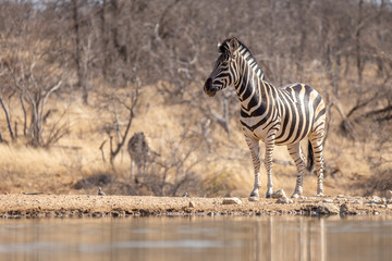 Fototapeta na wymiar Zebra reflection in the Klaserie Nature Reserve, South Africa while on safari