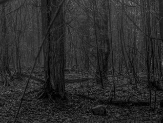 forest in  black and white 