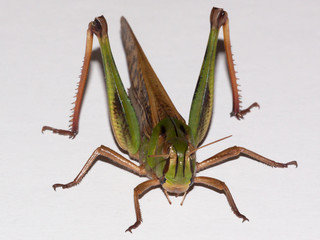 Front view of grasshopper