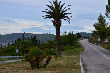 palm trees on beach
