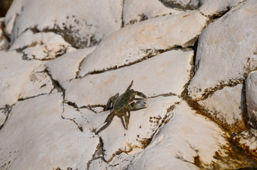 lizard on rock