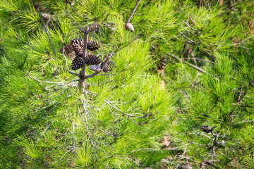 pine cones in the dense branches of trees