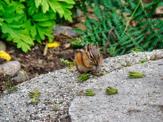 ardilla comiendo en el bosque