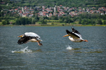 Birds in Lake Kerkini National Park