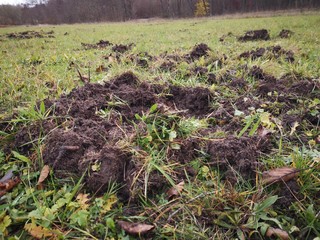 A meadow with wild boar excavations