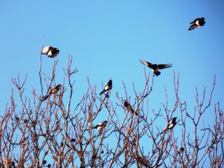 birds in the trees in the fall
