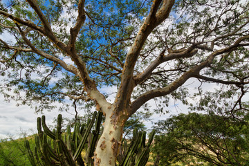 tree Swamp Birch (Betula pumila)