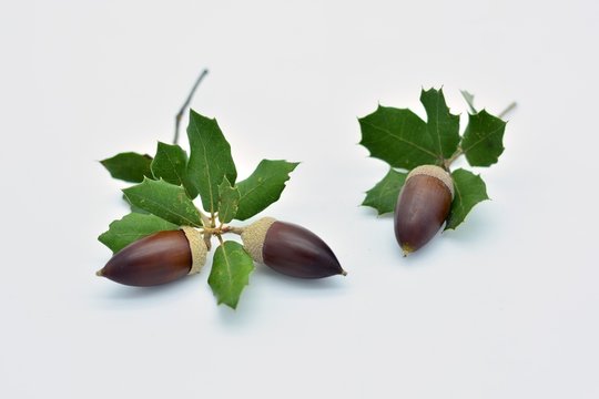 Bellotas y hojas de encina sobre fondo blanco